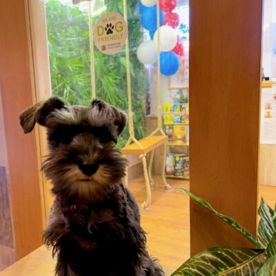 Dog In Secret Grocery Window